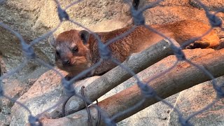 番外編　８月に、こがねくんがうまれました。ケープハイラックス【よこはま動物園 ズーラシア】【‎2022‎年‎11‎月‎21‎日】