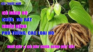 Cây Bách Bộ Chữa Bệnh Gì | Cây Thuốc Nam Củ Bách Bộ Chữa Bệnh Phù Thủng | Bệnh Ho