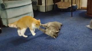 Cats Wrestling: Peaches vs Frisky • VI