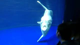 【水族館の魚】マンボウOcean sunfish（サンシャイン水族館　Sunshine Aquarium）