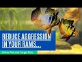 The Perfect Dither and Target Fish For RAM Cichlids - Reduce Aggression in Your Rams