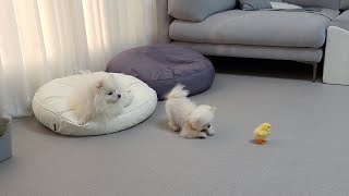 dog is trying to eat the chick!😭