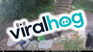 Bear Enjoys Backyard Pond || ViralHog