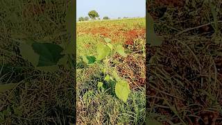 రైతు కష్టం 🌾🌾🙏🙏 #shorts #farming #farmer Mari farmer blogs రైతులకు సపోర్ట్ చేద్దాం😭🙏😭🙏😭