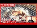 【ホルモン焼き方講座】たん｜中まで火を入れてあげるとこりこりとした食感になるので表面がちょこっときつね色になったらできあがりです！