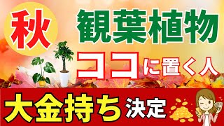 金運アップ！秋は観葉植物を●●に置くと大金ガッポリ【風水アドバイザーがご紹介】