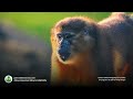 golden bellied mangabey cercocebus chrysogaster africa