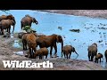 WildEarth - Live at the Waterhole  14 December 2023