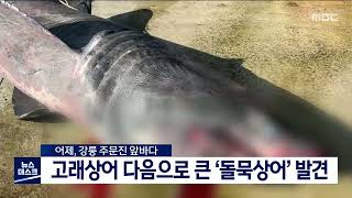 [단신] 강릉 주문진 앞바다에서 고래상어 다음으로 큰 '돌묵상어'  발견 220403