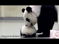 赤ちゃんパンダ可愛い～ 「絶対笑う！笑えるパンダ動画集」 cute funny baby panda