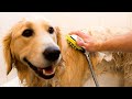 Wondurdog Quality at Home Dog Wash Kit for Shower  l amazon uk