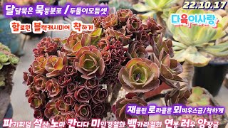 다육이사랑5탄/두둘이셋/할로윈철화.캐시미어철화.미인경.국민이분포.백카라철화.아메치스.연봉.러우.뫼비우스금.로라클론.베니스창.재클린/택배 010 6301 7814