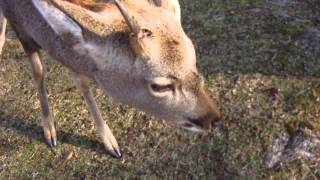 どんぐりを食べる鹿さん