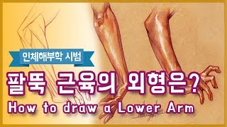 팔뚝 근육은 어떻게 보이는가?(How To Draw  A Lower Arm) - 오쌤인체해부학