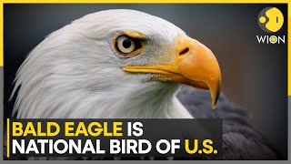 US President Biden Signs Bill, Designates Bald Eagle As 'National Bird' | WION