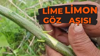 LİME MİSKET limon göz aşısı nasıl ne zaman yapılır? #laymlimon