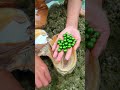 wow 😱 green pearls embedded on giant clams