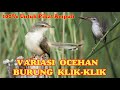 Download Suara Pikat Burung Prenjak Sawa Ribut Lagu Mp3 Mp4 Video