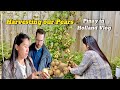 HARVESTING OUR PEARS 🍐 : PINAY IN HOLLAND VLOG