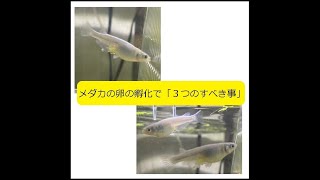 みゆき（幹之）メダカの育成に成功しました。元気に泳いでます。