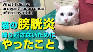 What I did to prevent recurrence of cat cystitis