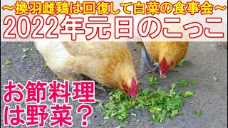 2022年元日のニワトリ～ダンボールハウスで食欲回復した換羽雌鶏は白菜の食事会に参加～