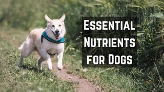 Canine Nutrition: The Importance of a Balanced Diet