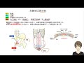 【いちぷら塾】解剖学　14骨格筋系　1 骨格筋　5腹筋　腹直筋、外腹斜筋、内腹斜筋、腹横筋、腰方形筋