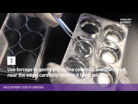 Which aqueous mounting medium is used for fluorescent microscopy?