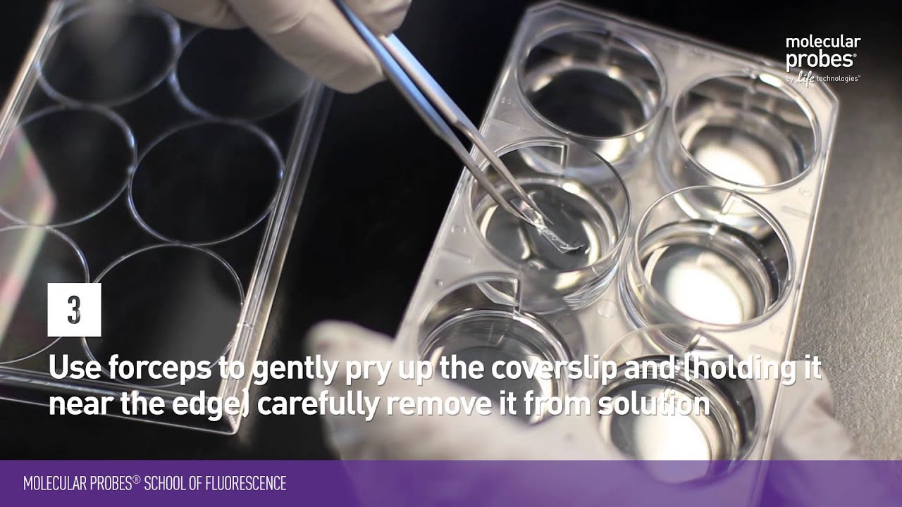 Mounting A Coverslip Molecular Probes School Of Fluorescence Youtube