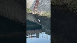 シラサギ　White egret looking around