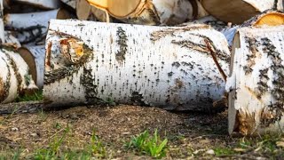 DIY Birch Wooden Barrel | Birch Barrel | How to make a wooden barrel with your own hands