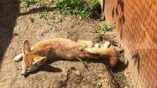 フェネックさんの寝姿⁉︎ 埼玉県こども動物自然公園にて　2022年6月4日