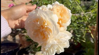 My Garden Diary | David Austin Lichfield Angel rose first blooms in May-June 2024