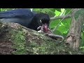 台灣藍鵲吃蛇（formosan blue magpie） eating snake