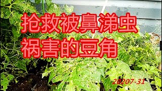 抢救被鼻涕虫祸害的豆角