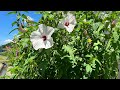 seaside walk shinto small shrine trip to kasaoka island japan