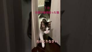 #人間みたいな猫 #cat #short #猫のいる暮らし