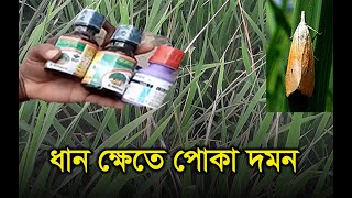 ধান ক্ষেতে পোকা দমন । যেভাবে ধান ক্ষেতে বিভিন্ন প্রকার পোকা দমন করবেন ।