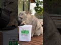 猜猜咕噜看到啥 动物的迷惑行为 猫咪 猫咕噜