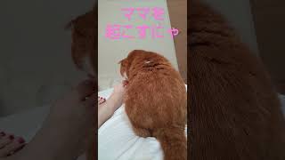 【スコティッシュフォールド】ママの起こし方が激しい猫さんはこちらです… #ねこ #coco #shorts