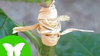 La Eduteca - La reproducción asexual de las plantas