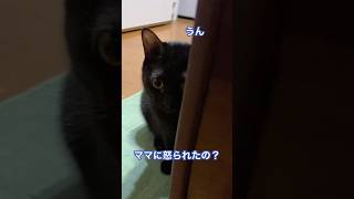 ママに怒られたの？反省するネコ#cat #ねこ #保護猫 #shorts