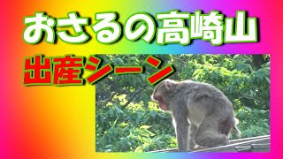 おさるの高崎山　「出産シーン」