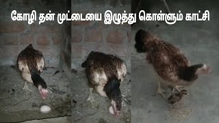 கோழி தன் முட்டையை இழுத்து கொள்ளும் காட்சி|Shorts|Short|Kozhi|Sujatha's Diary