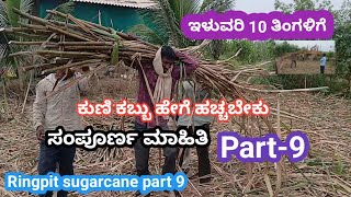 ಕುಣಿ ಕಬ್ಬು ಹೇಗೆ ಹಚ್ಚಬೇಕು ಸಂಪೂರ್ಣ ಮಾಹಿತಿ part 9 || Ringpit Sugarcane part 9 ✅