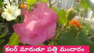 కలర్ మారుతూ పత్తి మందారం in my టెర్రెస్ garden