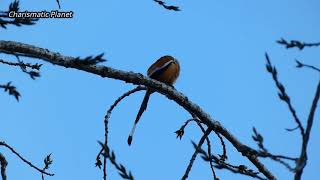 The rufous treepie (Dendrocitta vagabunda)