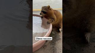 Obese Raccoon drinking water