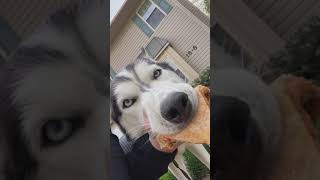 Very Loyal😍 | Check Description| Brain Training Course For Your DOG🐶😘 #shorts #viral #trending